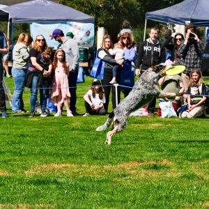 Bark in the Park - image of dog jumping to catch a frisbee