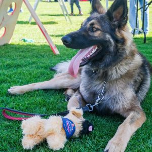 German shephard on leash resting at Bark in the park