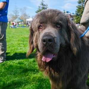 Up close photo of a brown dog at Bark in the park