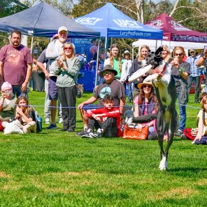 Photo of crowd watching Bark in the park entertainment